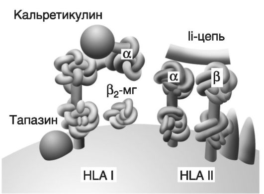 Иммунодефицитные состояния8