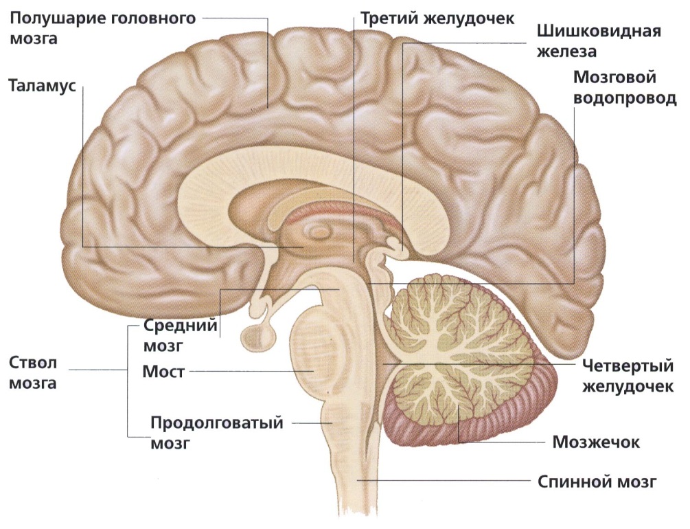 Смерть мозга8