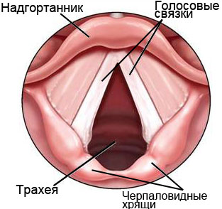 Фониатрия8