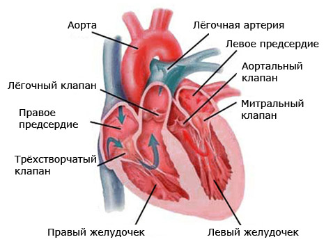 Тотальный аномальный дренаж легочных вен (ТАДЛВ)9
