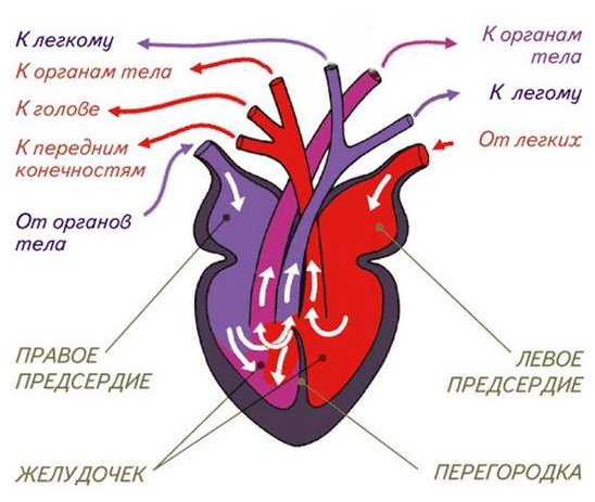Аномалия Тауссиг-Бинг9