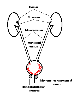 Хронический гонорейный уретрит10