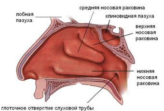 Врожденный сифилис: признаки, проявления. Сифилис плода10