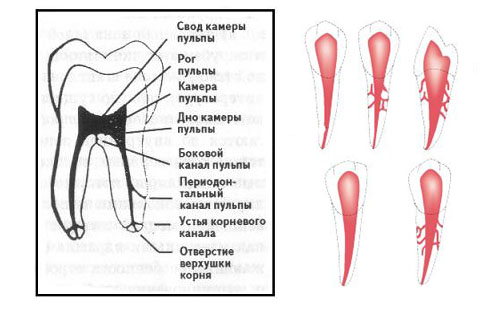 Перелом корня зуба: лечение, методики терапии11