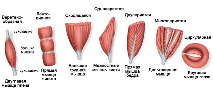 Препараты понижающие уровень холестерина11