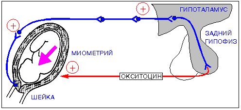 Оценка состояния плода: развитие, размер, шевеление11