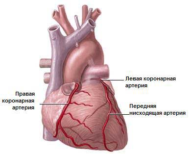Диагностика тетрады Фалло. Дифференциальная диагностика патологии12