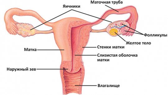 Аборт: виды абортов, осложнения после аборта12