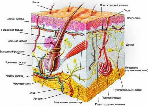 Биоинженерия кожи. Методы оценки состояния кожи15