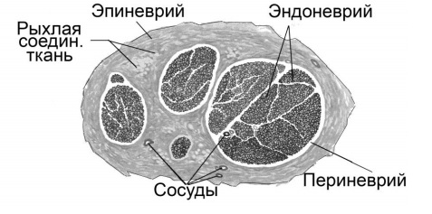 Проказа: симптомы, лечение, диагностика, фото16