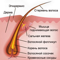 Пигментация кожи. Строение и функция «цветной» кожи17