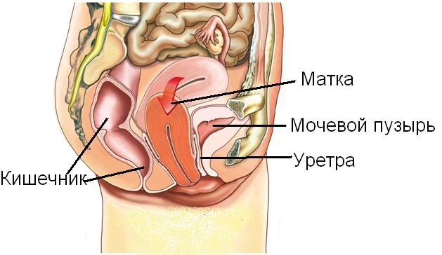 Хронический гонорейный уретрит18