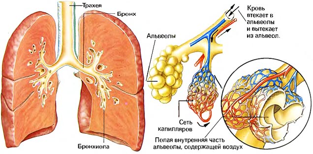 Пылевой бронхит: симптомы и лечение18