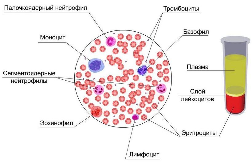 Гипертензия у беременных. Оценка методов терапии патологии19