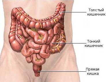 Кишечник и здоровье1