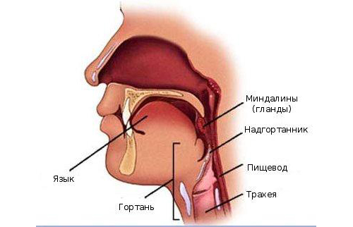 Горловое дыхание1