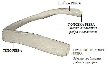 Болит под рёбрами, что делать?1
