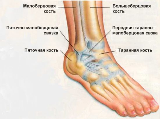 Растяжение связок голеностопа: лечение, как долго заживает, мази1