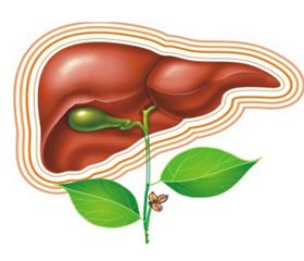 Печеночная недостаточность: острая, хроническая, симптомы, лечение1