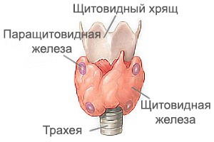 Заболевания паращитовидных желез у детей: причины, лечение1
