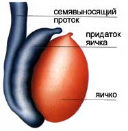 Развитие половых желез и их функциональная значимость: стадии, факторы1