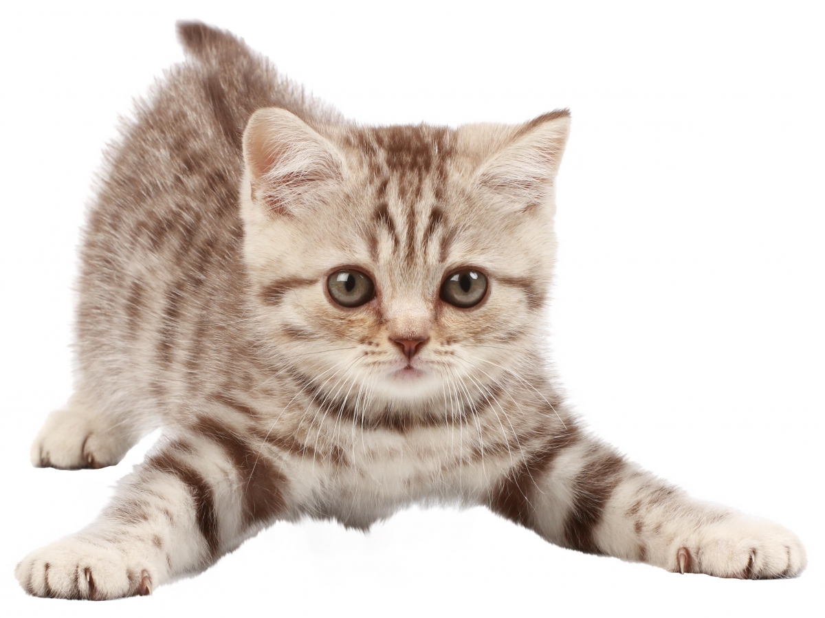 Что делать, если укусила кошка1