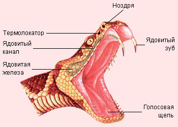 Что делать, если укусила змея2