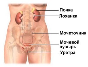 Уретрит у мужчин: симптомы, лечение2
