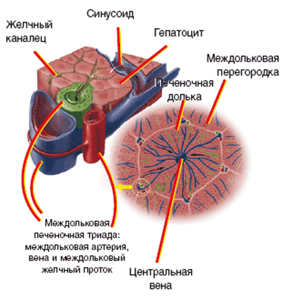 Жировой гепатоз печени: симптомы, лечение2