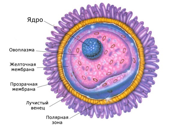Гиперплазия эндометрия: симптомы, лечение, отзывы, фото2
