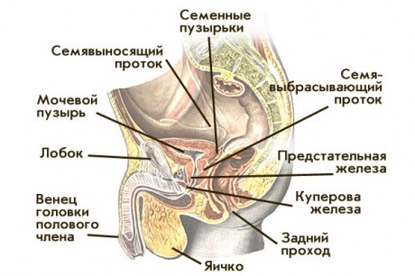 Осложнения гонореи у женщин и у мужчин2