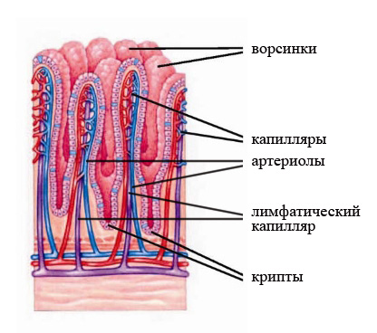 Безглютеновая диета для детей: продукты и рецепты