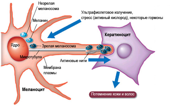 Антиоксиданты в косметологии: применение, показания, виды, отзывы2