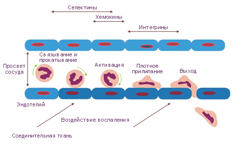 Противовоспалительное свойство кожи: эффект, действие, фото2