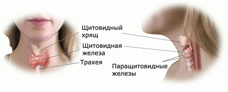 Заболевания паращитовидных желез у детей: причины, лечение2