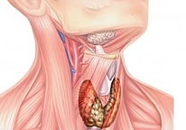 Гормональный сбой щитовидной железы