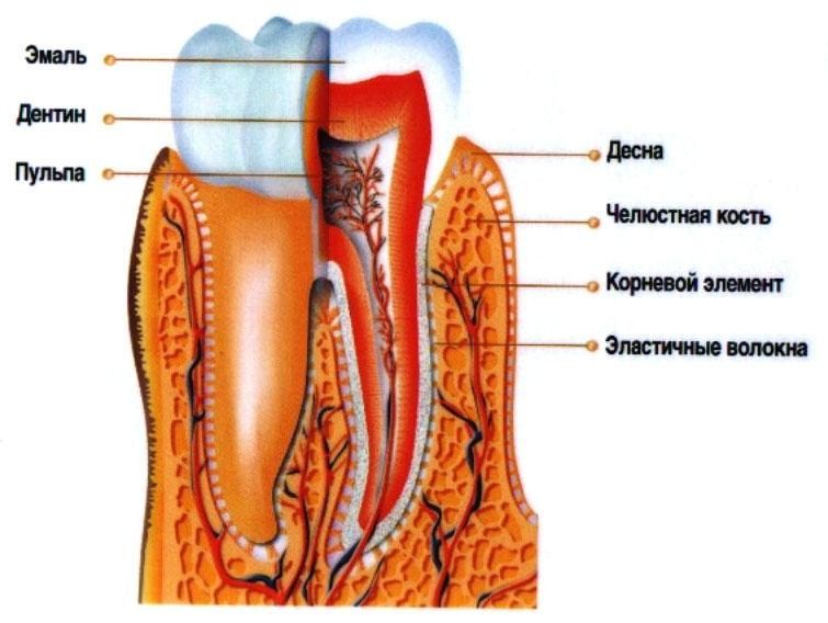 Лечение пародонта: причины, симптомы, способы лечения, последствия2