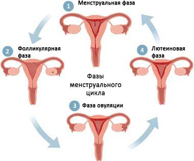 Болезненная овуляция: причины, симптомы, лечение2
