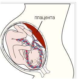 Отслойка плаценты: симптомы, лечение на разных сроках2