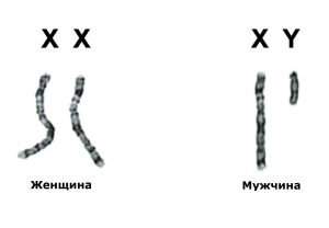 Развитие половых желез и их функциональная значимость: стадии, факторы2