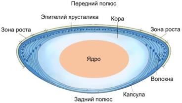 Катаракта глаз: симптомы, лечение, причины, операции, профилактика2