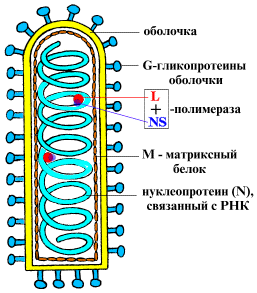 Что делать, если укусила кошка3