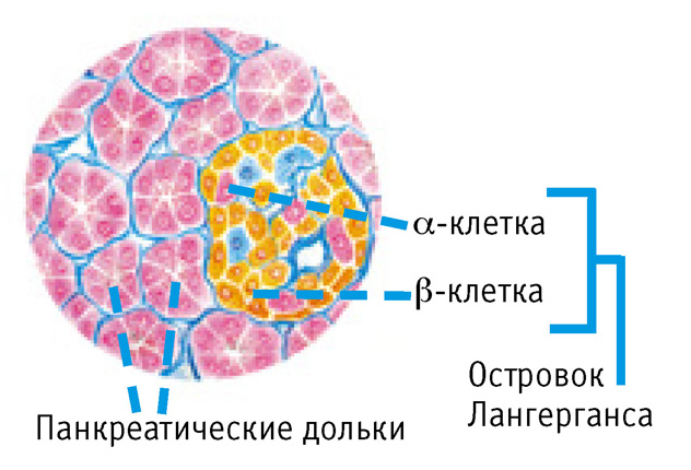 Рак поджелудочной железы: симптомы, проявления, лечение3