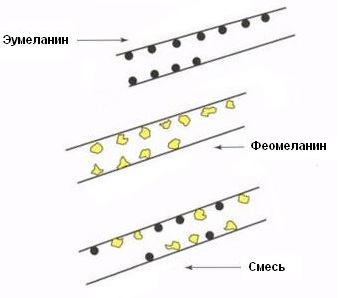 Антиоксиданты в косметологии: применение, показания, виды, отзывы3