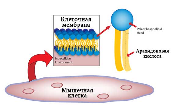 Противовоспалительное свойство кожи: эффект, действие, фото3