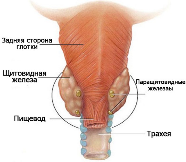 Заболевания паращитовидных желез у детей: причины, лечение3