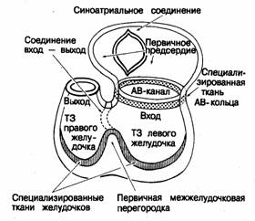 Операция на митральном клапане сердца3