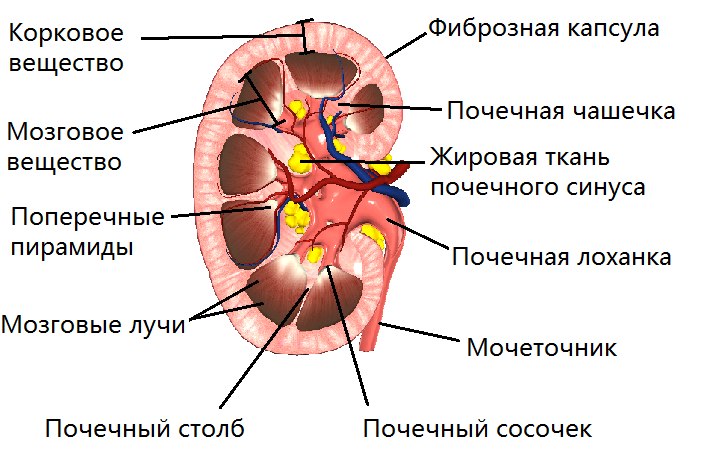 Острый и хронический пиелонефрит3