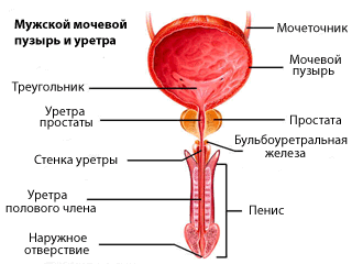 Хронический гонорейный уретрит3