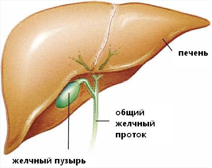 Болит печень, что делать?4